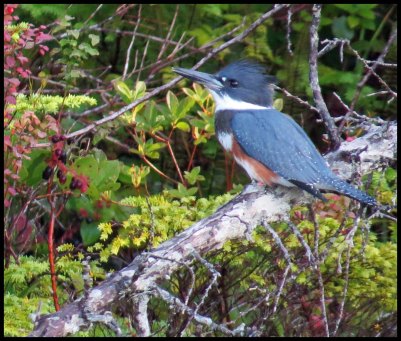 Chapple2015-16-IMG_3023_edited-1