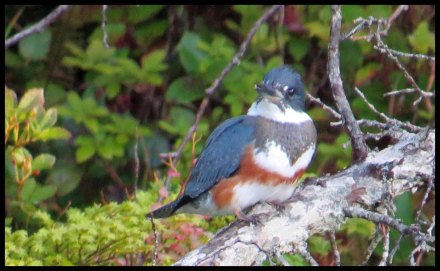 Chapple2015-17-IMG_3026_edited-1