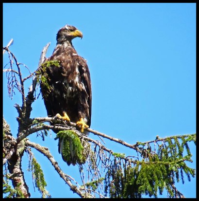 Chapple2015-30-IMG_3061_edited-1