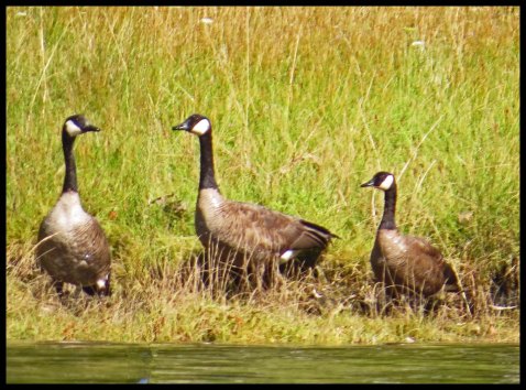 Chapple2015-31-IMG_3066_edited-1