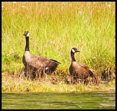 Chapple2015-33-IMG_3067_edited-1