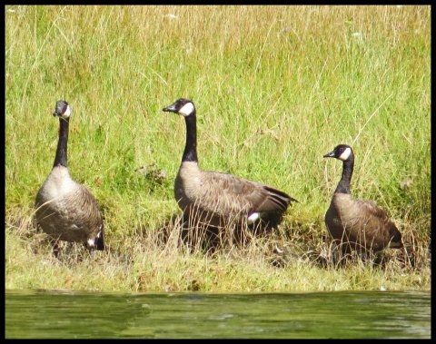 Chapple2015-34-IMG_3070_edited-2