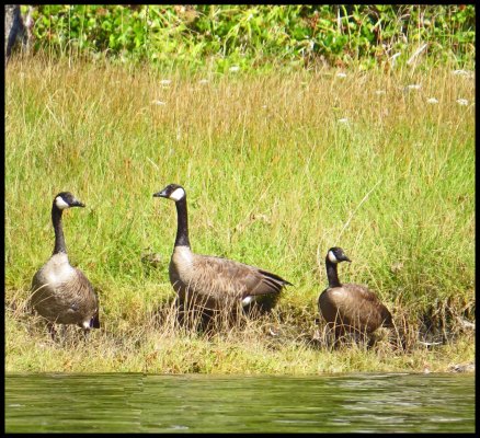 Chapple2015-35-IMG_3071_edited-2