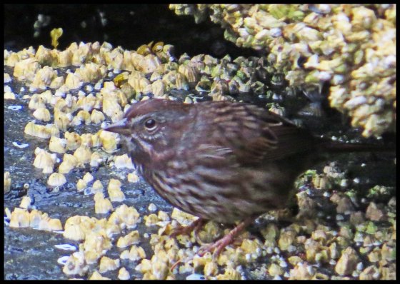 Chapple2015-56-IMG_3099_edited-1