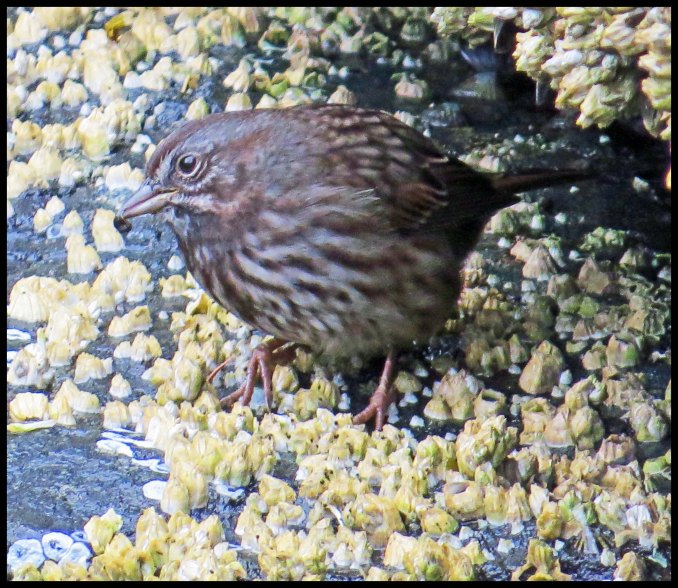 Chapple2015-57-IMG_3103_edited-1