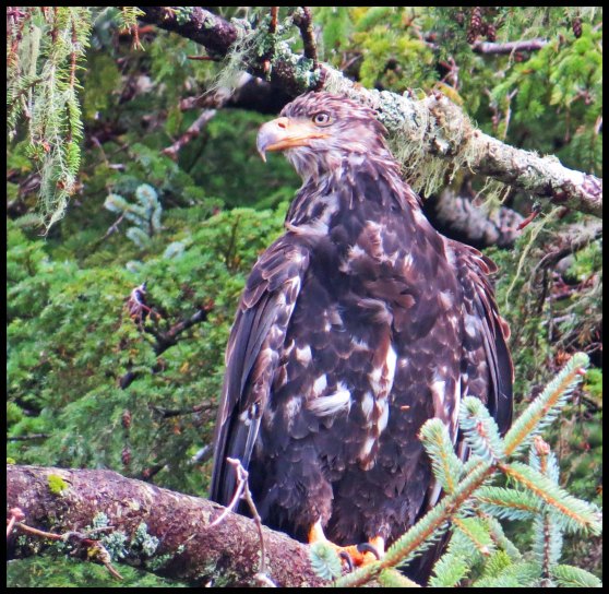 Chapple2015-69-IMG_3124_edited-1