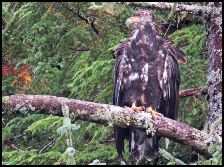 Chapple2015-70-IMG_3134_edited-1