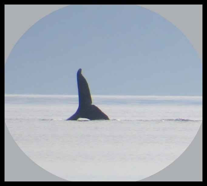 ColbytoTuwartz2015-31