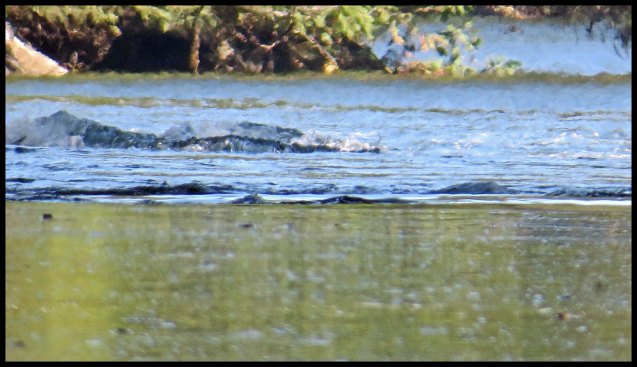 Hevenor2015-9-IMG_2120_edited-1