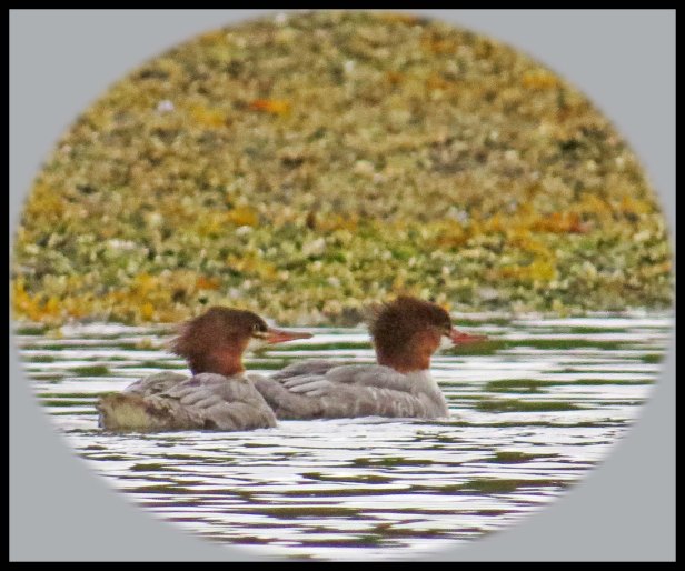 KakuahdihSept2015-18