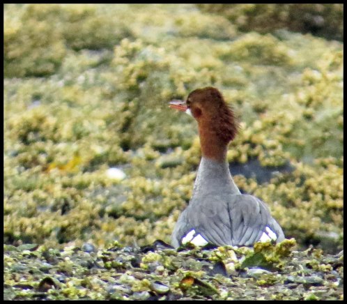 KakusdishSept2015-15-IMG_3453_edited-1