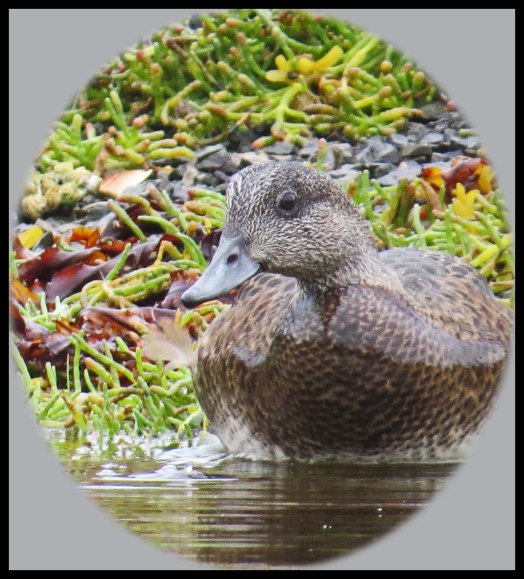 KakushdishSept201-69a