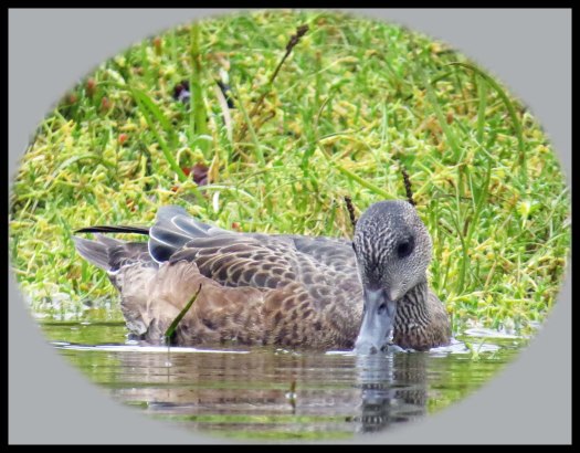 KakushdishSept201-86 2