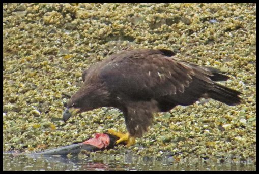 KakushdishSept2015-101-IMG_3827_edited-1