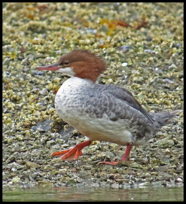 KakushdishSept2015-112-IMG_3871_edited-1