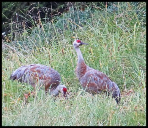 KakushdishSept2015-120a-IMG_3596_edited-1