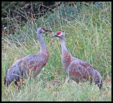 KakushdishSept2015-122a-IMG_3601_edited-1