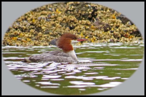 KakushdishSept2015-16