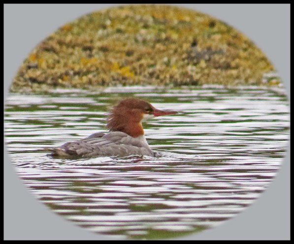 KakushdishSept2015-17