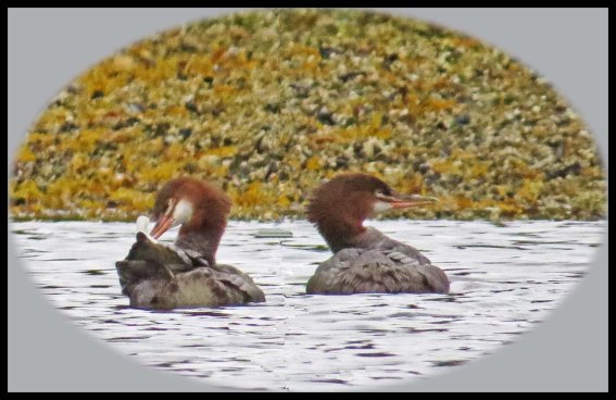 KakushdishSept2015-19