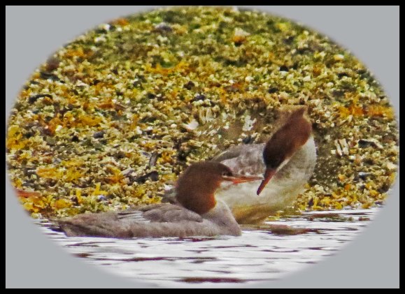 KakushdishSept2015-21