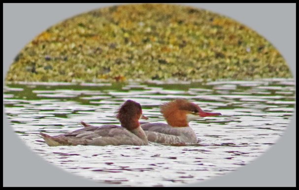 KakushdishSept2015-23