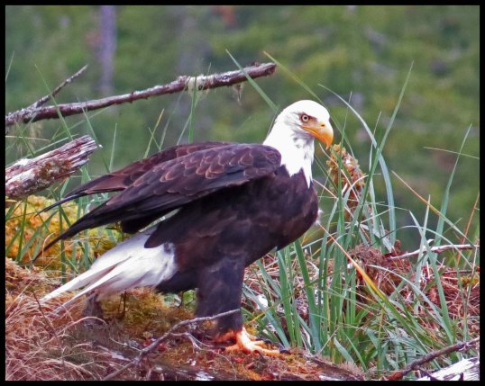 KakushdishSept2015-29-IMG_3526_edited-1