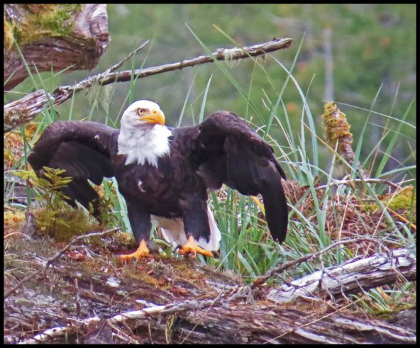 KakushdishSept2015-29a-IMG_3531_edited-1