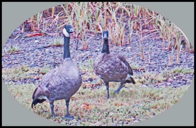 KakushdishSept2015-2_edited-1