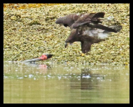 KakushdishSept2015-33-IMG_3821_edited-1