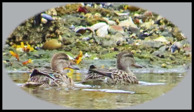 KakushdishSept2015-33