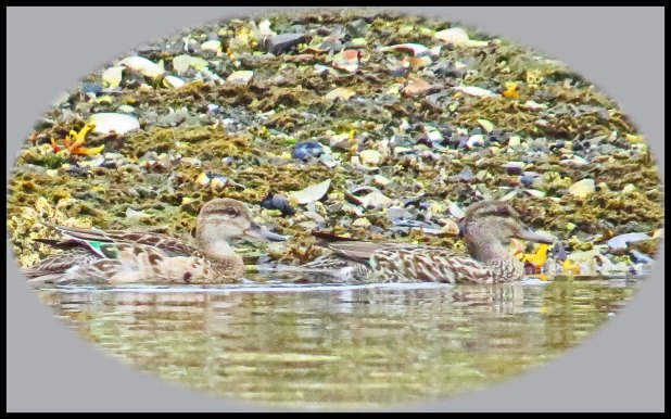 KakushdishSept2015-34