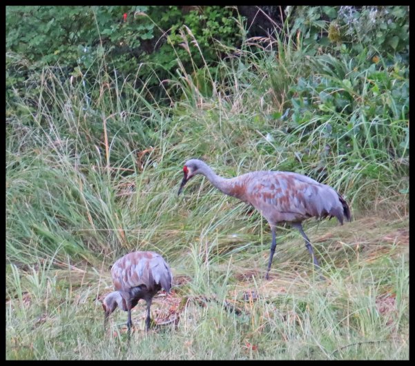 KakushdishSept2015-38-IMG_3574_edited-1