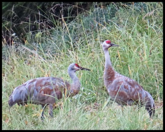 KakushdishSept2015-40-IMG_3585_edited-1