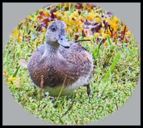 KakushdishSept2015-49a