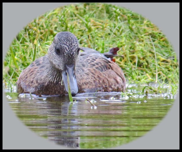 KakushdishSept2015-63 2