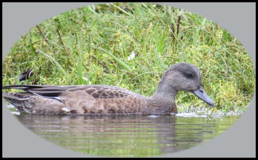 KakushdishSept2015-67