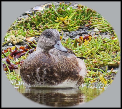 KakushdishSept2015-69