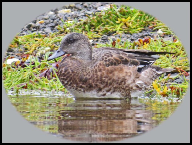 KakushdishSept2015-70