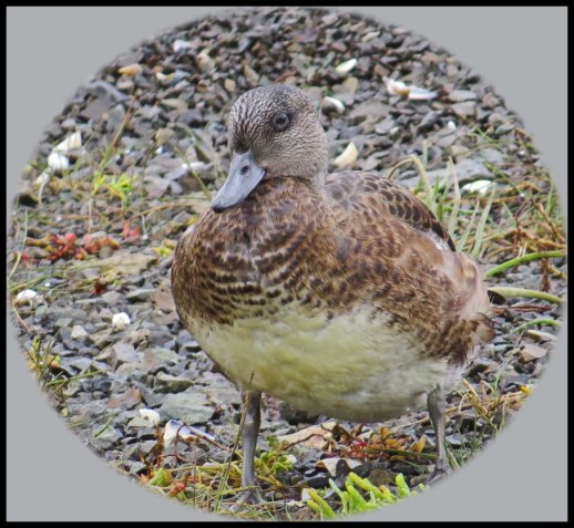 KakushdishSept2015-72