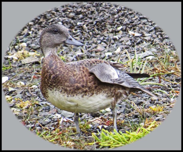 KakushdishSept2015-73