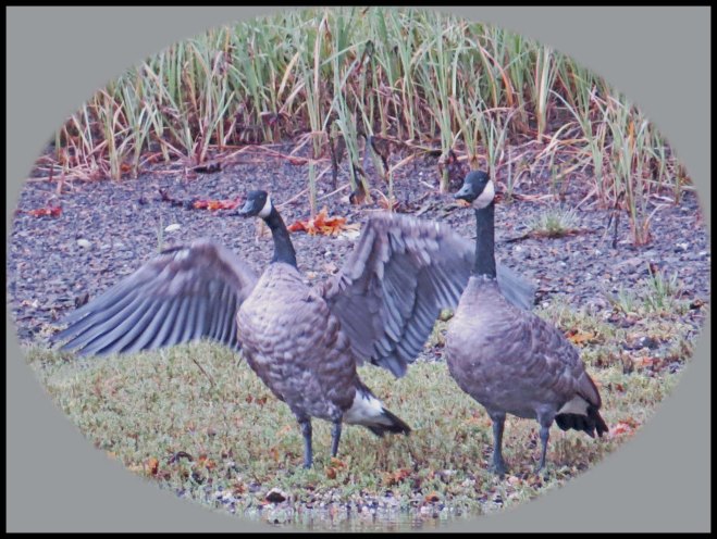 KakushdishSept2015-7_edited-1