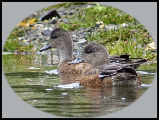 KakushdishSept2015-86