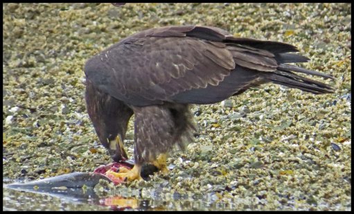 KakushdishSept2015-95-IMG_3853_edited-1