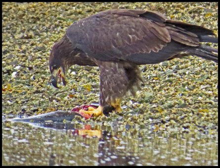 KakushdishSept2015-96-IMG_3852_edited-1