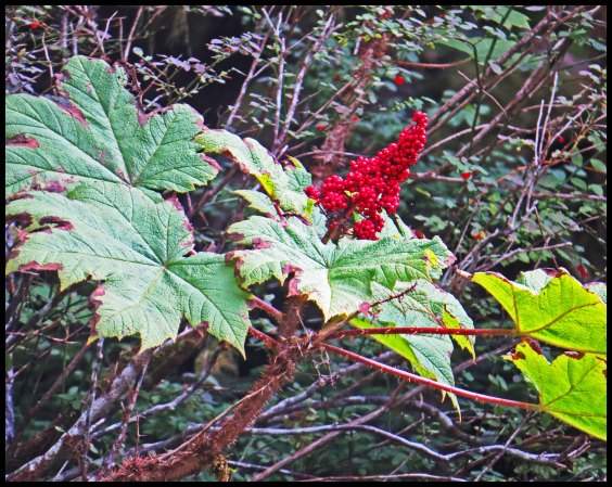 MacDonaldl2015-51a-IMG_2477_edited-1