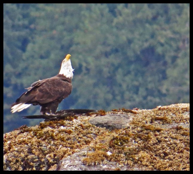 MeyerstoBotleneck2015-9-IMG_3196_edited-1