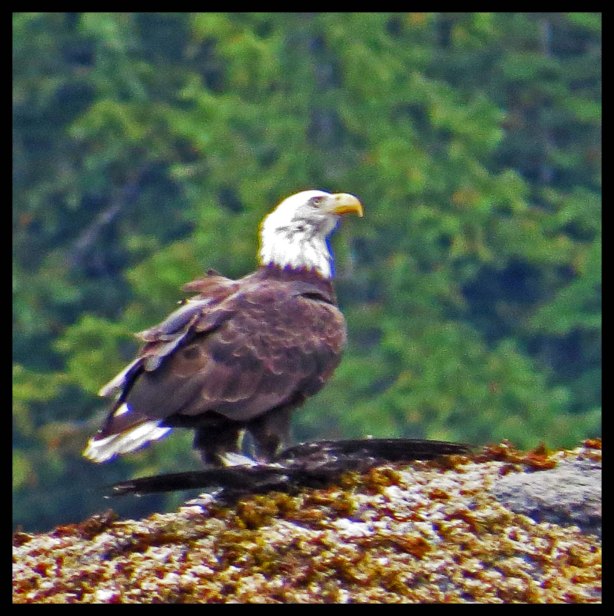 MeyerstoBottleneck2015-10-IMG_3200_edited-1