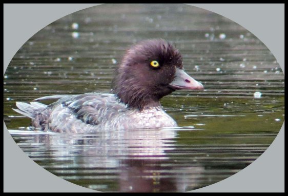 Newcombe2015-29_edited-1