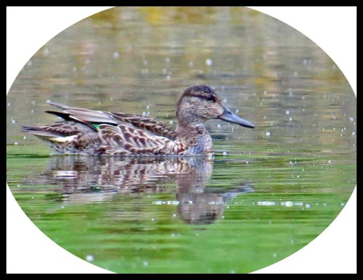 Newcombe2015-49_edited-1